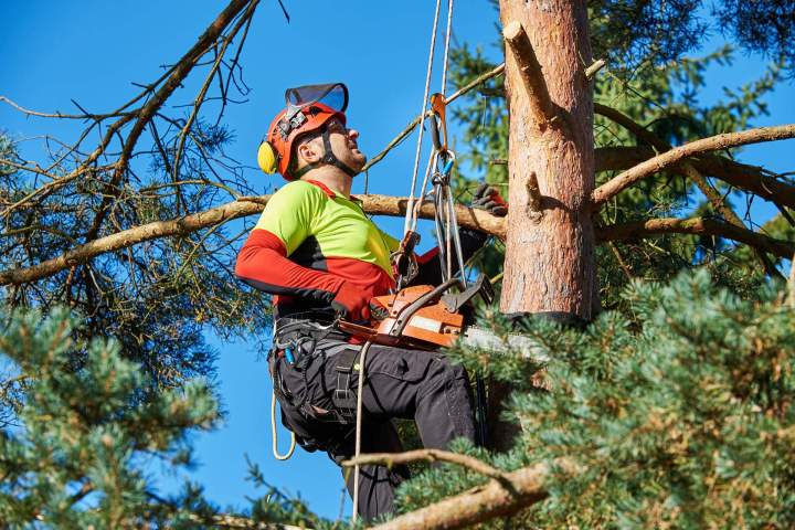 Expertise en hauteur pour la santé de vos arbres